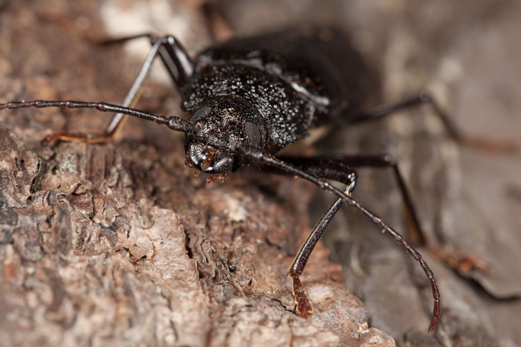 Cerambycidae: Ergates faber